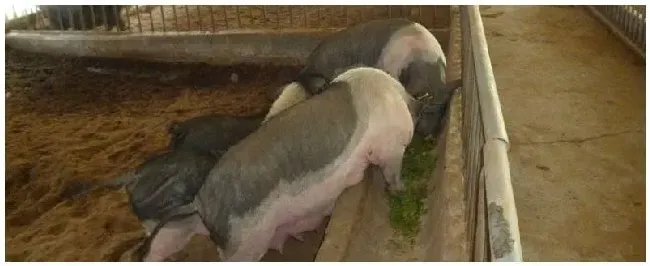 猪饲料配方表全程 | 生活常识