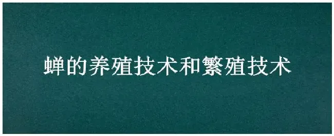 蝉的养殖技术和繁殖技术 | 农业常识