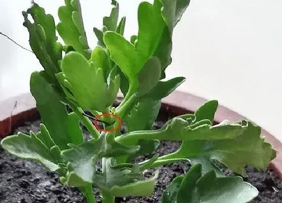 植物常识问题|如何解决长寿花老桩开花少的问题