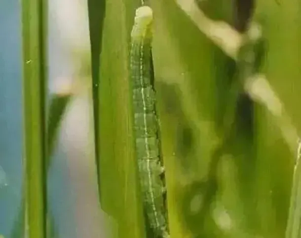 植物常识问题|水稻8月份病虫害防治技术（水稻病虫草害防治与管理方案）