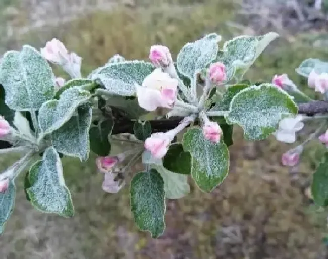 植物常识问题|苹果套袋前打什么农药配方（苹果套袋前必须喷药吗）