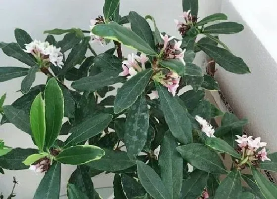 植物常识问题|金边瑞香4月份如何养长势旺