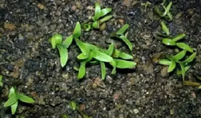 植物常识问题|下雨能种香菜吗（自己在家种香菜雨后种还是雨前种）