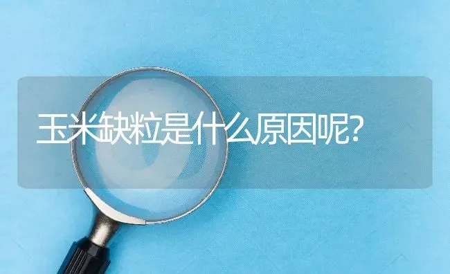 玉米缺粒是什么原因呢? | 养殖问题解答