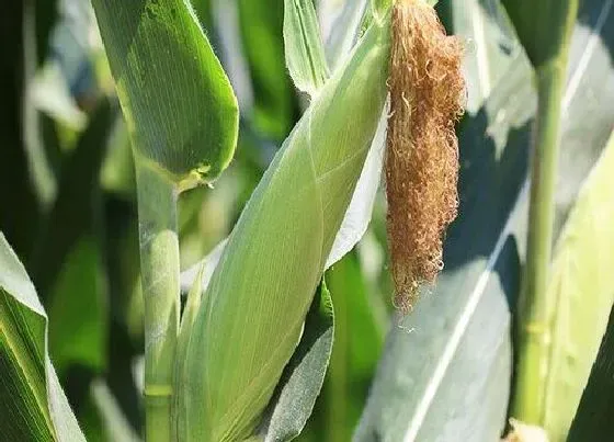 植物常识问题|夏播玉米种子哪个品种好 早熟高产玉米品种