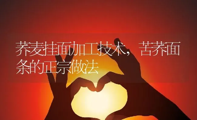 荞麦挂面加工技术,苦荞面条的正宗做法 | 养殖常见问题