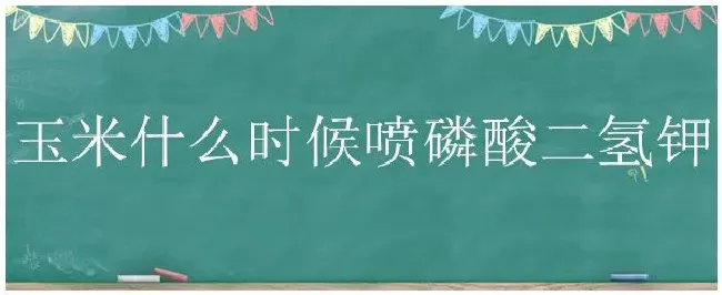 玉米什么时候喷磷酸二氢钾 | 科普知识