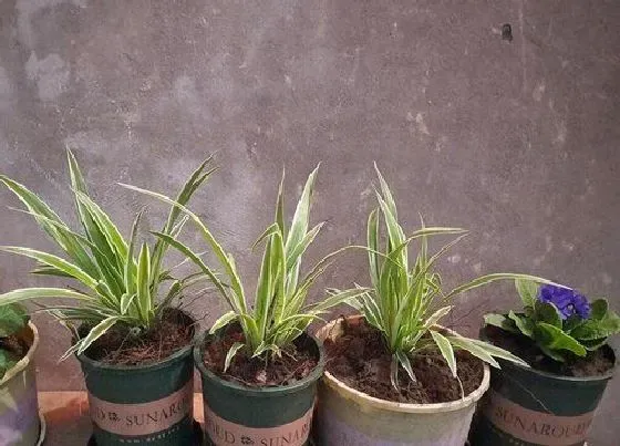 植物常识问题|夏天养吊兰放置在什么位置从不黄叶干尖