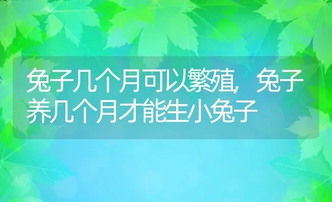 兔子几个月可以繁殖,兔子养几个月才能生小兔子 | 养殖常见问题