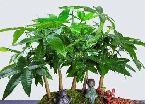 植物常识问题|千万不能送人的几种花卉