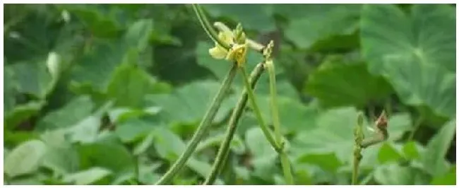 生长中的植物最怕什么 | 三农问答