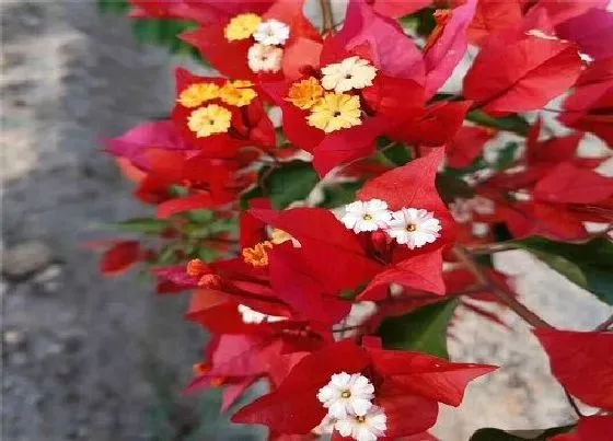 植物常识问题|三角梅开花需要满足哪些要求