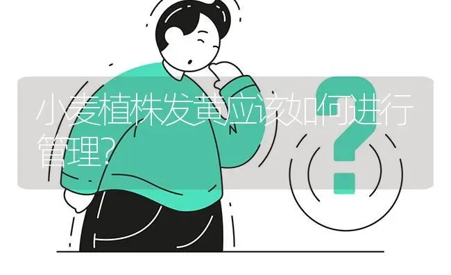 小麦植株发黄应该如何进行管理? | 养殖问题解答