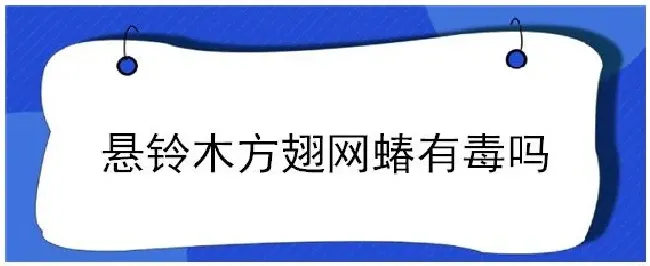 悬铃木方翅网蝽有毒吗 | 农业答疑