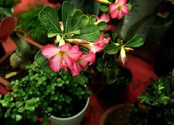 植物常识问题|沙漠玫瑰叶子有斑点如何正确处理