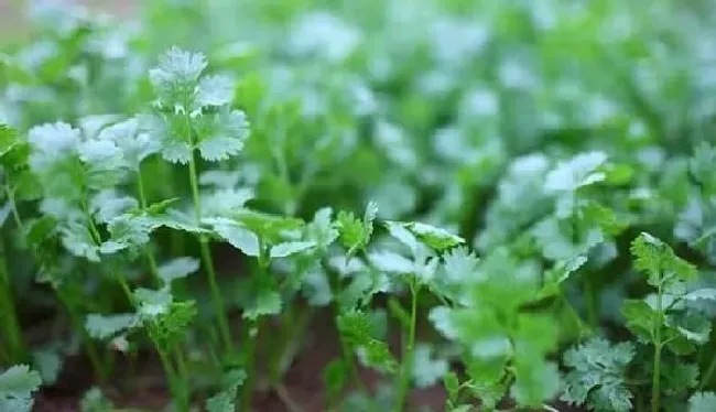 植物常识问题|下雨能种香菜吗（自己在家种香菜雨后种还是雨前种）