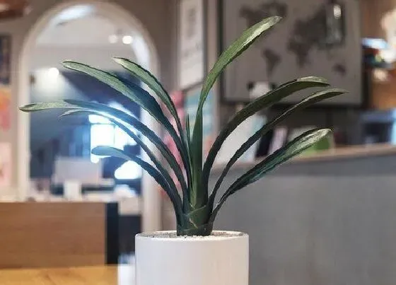 植物常识问题|池塘水怎么养君子兰越长越旺