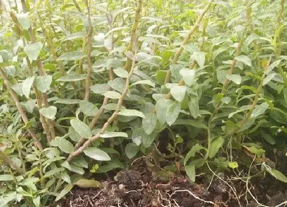 植物常识问题|石斛栽培技术