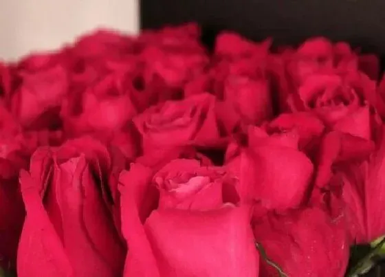 植物常识问题|情人节送什么花好 给女朋友送什么鲜花合适