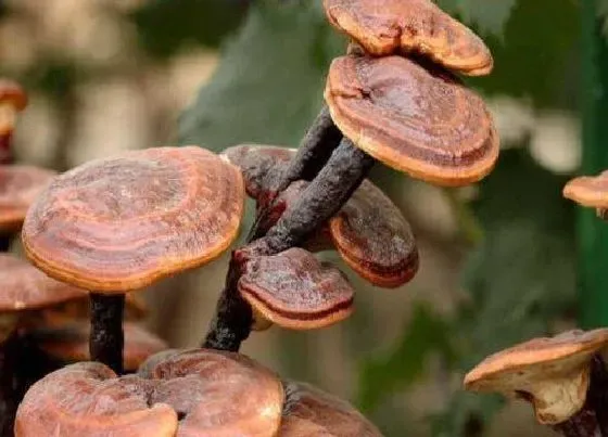 植物常识问题|灵芝品种