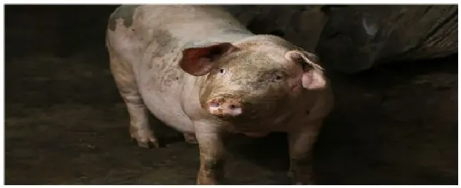 怀孕母猪不吃食怎么办 | 三农答疑