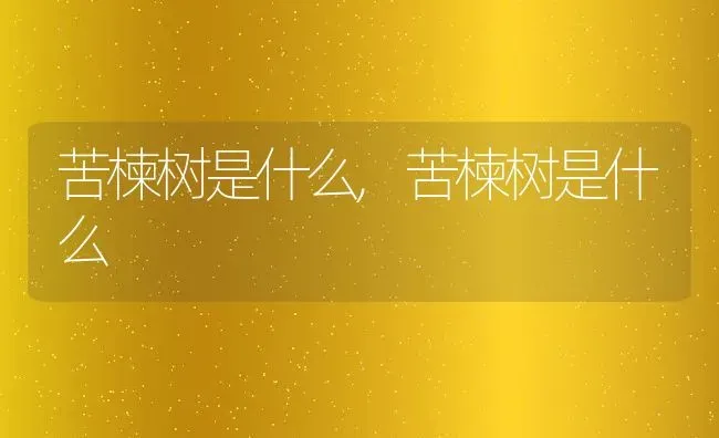 苦楝树是什么,苦楝树是什么 | 养殖常见问题