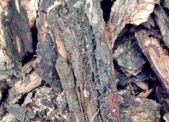 植物常识问题|松树皮养护兰花如何判断是否腐熟