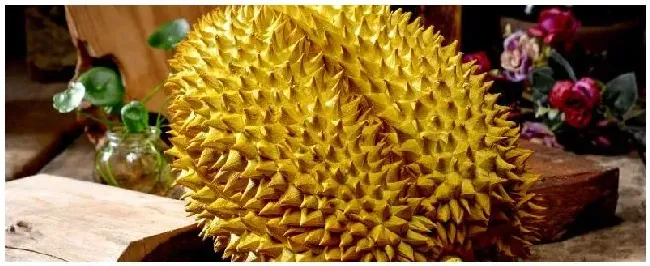 中国能种植榴莲吗 | 三农问答