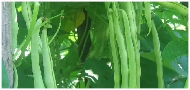 豆角分几种 | 农业问题