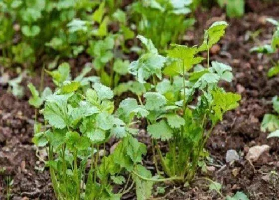 植物常识问题|下雨能种香菜吗（自己在家种香菜雨后种还是雨前种）