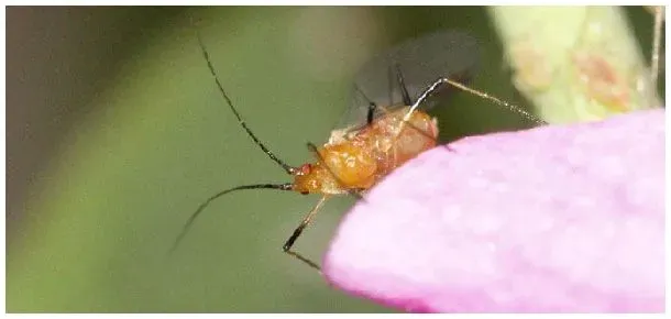 巧除小蜜虫土办法 | 农业常识