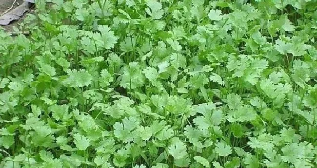 植物常识问题|下雨能种香菜吗（自己在家种香菜雨后种还是雨前种）