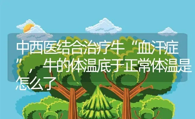 中西医结合治疗牛“血汗症”,牛的体温底于正常体温是怎么了 | 养殖常见问题