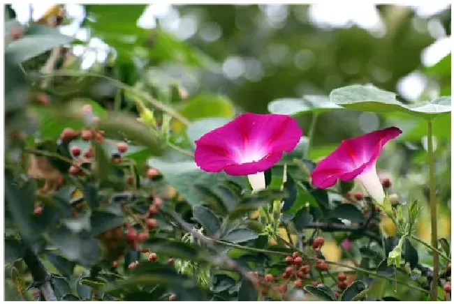 牵牛花种植注意事项 | 农业答疑