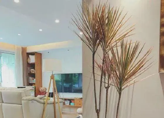 植物常识问题|夏天怎么养千年木生长旺盛