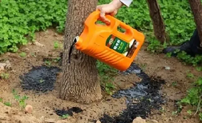 植物常识问题|树木移植为什么用生根液（大树移栽生根液怎样使用）