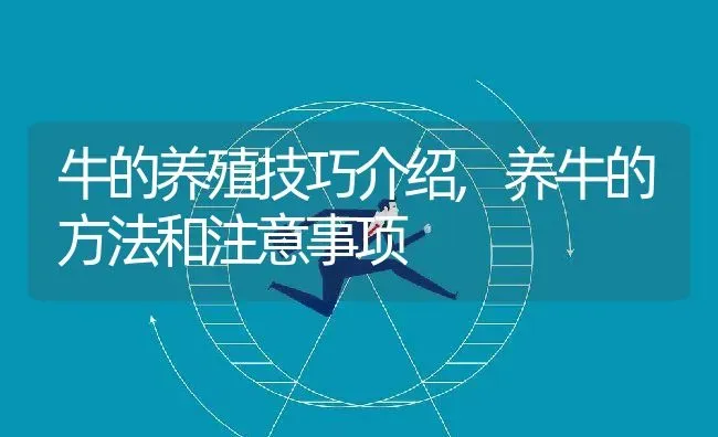 牛的养殖技巧介绍,养牛的方法和注意事项 | 养殖常见问题