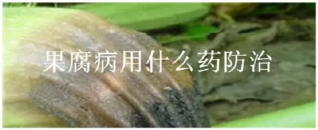 果腐病用什么药防治 | 农业答疑