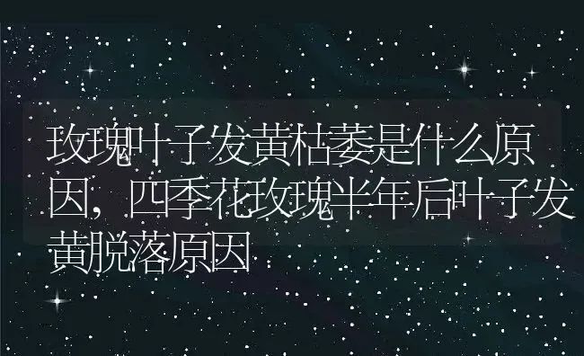 玫瑰叶子发黄枯萎是什么原因,四季花玫瑰半年后叶子发黄脱落原因 | 养殖常见问题