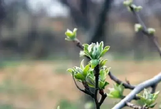 植物常识问题|苹果套袋前打什么农药配方（苹果套袋前必须喷药吗）