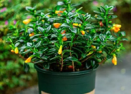 植物常识问题|金鱼吊兰开花都有哪些养护秘籍