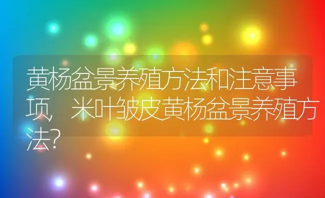 黄杨盆景养殖方法和注意事项,米叶皱皮黄杨盆景养殖方法？ | 养殖常见问题