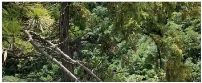 刺柏夏季种植注意事项 | 农业常识