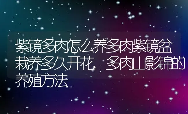 紫镜多肉怎么养多肉紫镜盆栽养多久开花,多肉山影锦的养殖方法 | 养殖常见问题