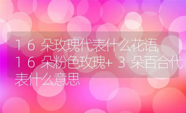 16朵玫瑰代表什么花语,16朵粉色玫瑰+3朵百合代表什么意思 | 养殖常见问题