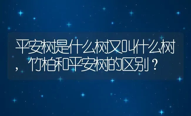 平安树是什么树又叫什么树,竹柏和平安树的区别？ | 养殖常见问题