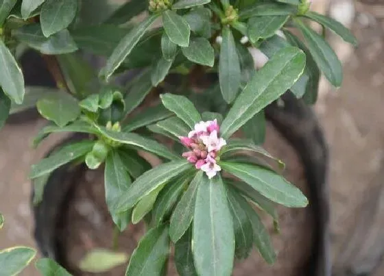 植物常识问题|金边瑞香4月份如何养长势旺
