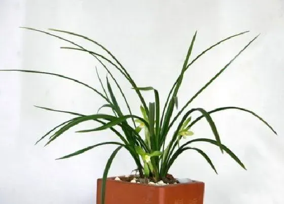 植物常识问题|六七月份养护兰花浇水注意事项