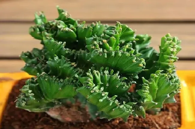 植物常识问题|麒麟掌养在家里好不好