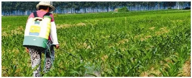 异丙甲草胺的使用方法 | 农业问题